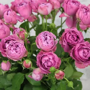 Саженец Роза "Мисти баблс", туба, Весна 2025