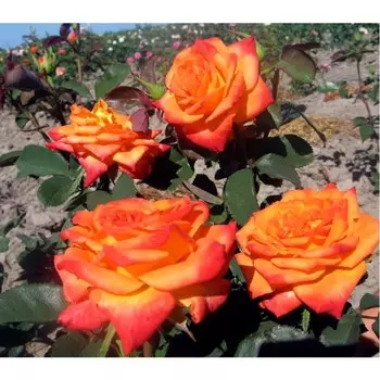 Саженец Роза Моника (Чайно-гибридная), 1 шт, Весна 2024