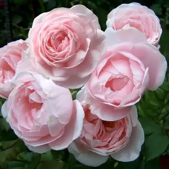 Саженец Роза Наэма (Чайно-гибридная), 1 шт, Весна 2024