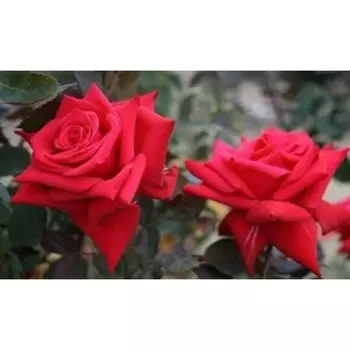 Саженец Роза Национал Траст (Чайно-гибридная), 1 шт, Весна 2024