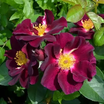 Саженец Роза "Найт Аул", туба, Весна 2025