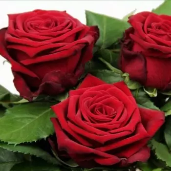 Саженец Роза Наоми (Чайно-гибридная), 1 шт, Весна 2024