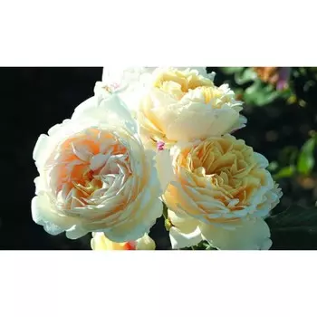 Саженец Роза Нина Поулсен (Почвопокровная), 1 шт, Весна 2024