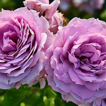 Саженец Роза "Новалис", туба, Весна 2025