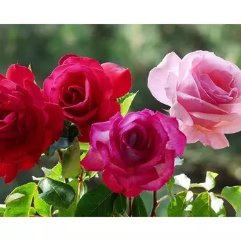 Саженец Роза Огни Парижа (Чайно-гибридная), 1 шт, Весна 2024