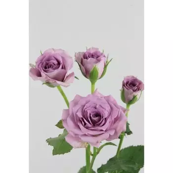 Саженец Роза Океан Микадо (Спрей), 1 шт, Весна 2024