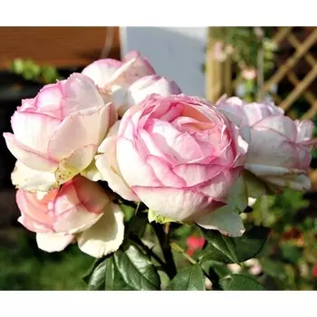 Саженец Роза Оноре де Бальзак (Чайно-гибридная), 1 шт, Весна 2024