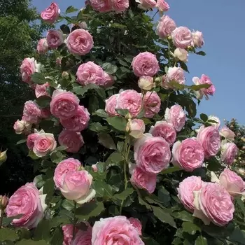 Саженец Роза "Пьер де Ронсар", туба, Весна 2025