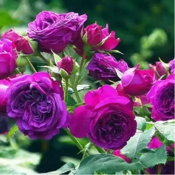 Саженец Роза Пале Бирон (Шраб), 1 шт, Весна 2024