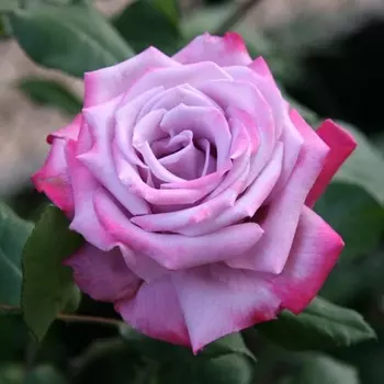 Саженец Роза "Парадайз", туба, Весна 2025