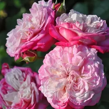 Саженец Роза "Париж 2000", туба, Весна 2025