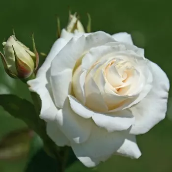 Саженец Роза "Паскаль", туба, Весна 2025