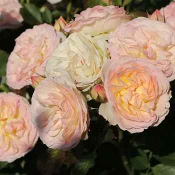 Саженец Роза "Пастелла", туба, Весна 2025