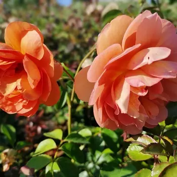 Саженец Роза "Пэт Остин", туба, Весна 2025