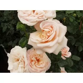 Саженец Роза Пенни Лэйн (Плетистая), 1 шт, Весна 2024