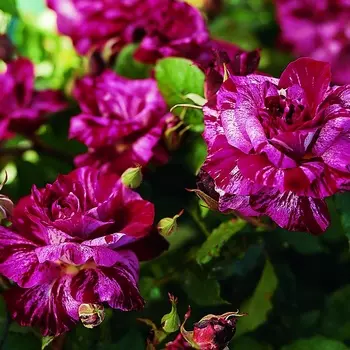 Саженец Роза "Перпл тайгер", туба, Весна 2025