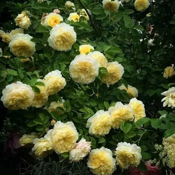 Саженец Роза "Пилигрим", туба, Весна 2025