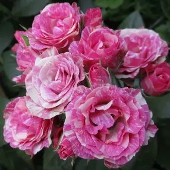 Саженец Роза "Пинк флэш", туба, Весна 2025