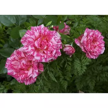 Саженец Роза Пинк Интуишн (Чайно-гибридная), 1 шт, Весна 2024