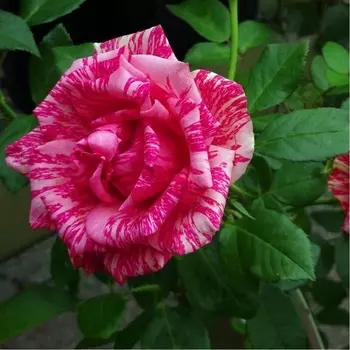 Саженец Роза "Пинк интуишн", туба, Весна 2025