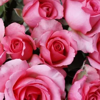 Саженец Роза Пинк Мондиаль, чайно-гибридная, Горшок 2 л., Лето 2024