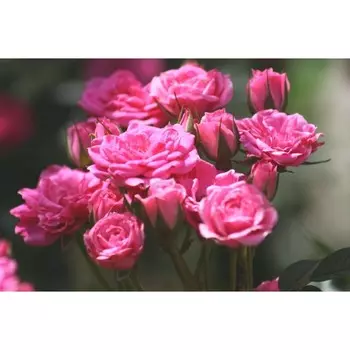 Саженец Роза Пинк Пудл (Миниатюрная), 1 шт, Весна 2024