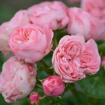 Саженец Роза "Плейфул рококо", туба, Весна 2025