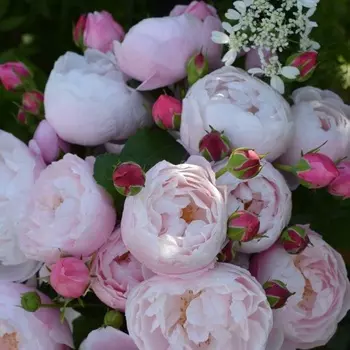 Саженец Роза "Плум", туба, Весна 2025