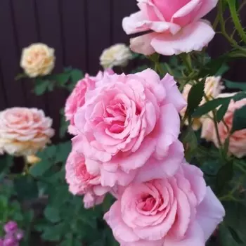 Саженец Роза Поэзия (Грандифлора), 1 шт, Весна 2024