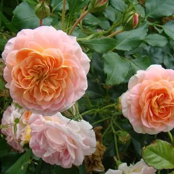 Саженец Роза "Полька", туба, Весна 2025