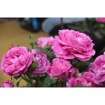 Саженец Роза Поль Нерон (Ремонтантный гибрид), 1 шт, Весна 2024