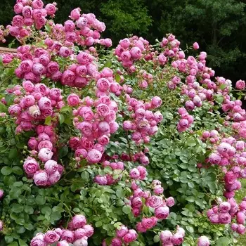 Саженец Роза "Помпонелла", туба, Весна 2025