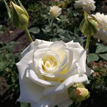 Саженец Роза "Прауд", туба, Весна 2025