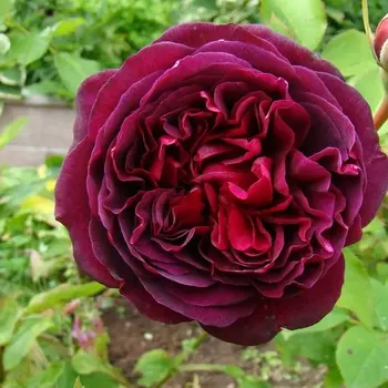 Саженец Роза "Принц", туба, Весна 2025