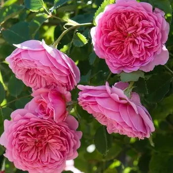 Саженец Роза Принцесса Александра оф Кент, английская, Горшок 2 л., Лето 2024