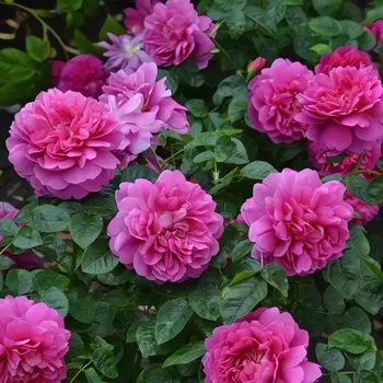 Саженец Роза "Принцесса Анна", туба, Весна 2025