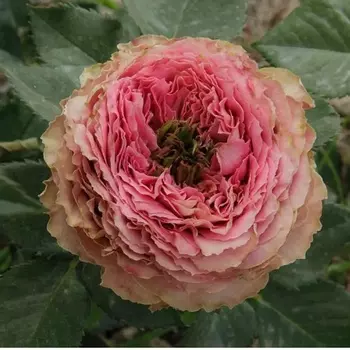 Саженец Роза "Принцесса Иоши", туба, Весна 2025