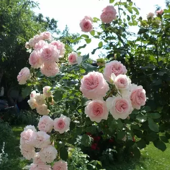 Саженец Роза "Принцесса Лиана", туба, Весна 2025