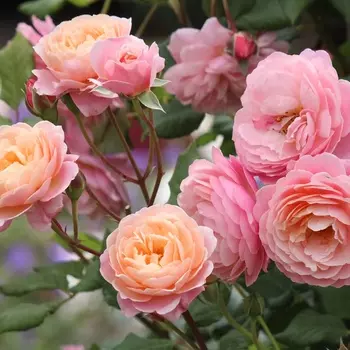 Саженец Роза "Прикс П.Ж. Редут", туба, Весна 2025