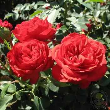 Саженец Роза Рабле (Флорибунда), 1 шт, Весна 2024