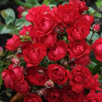 Саженец Роза "Рэд Фейри", туба, Весна 2025