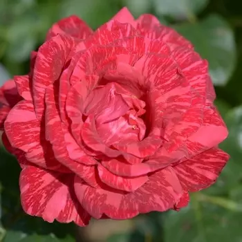 Саженец Роза "Рэд интуишн", туба, Весна 2025