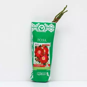Саженец Роза "Рэд Роадраннер", "Сибирская Садовница", 1 шт, Весна 2023