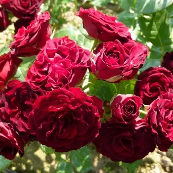 Саженец Роза "Рэд Сенсейшн", туба, Весна 2025