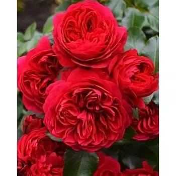 Саженец Роза Ред Леонардо до Винчи (Флорибунда), 1 шт, Весна 2024