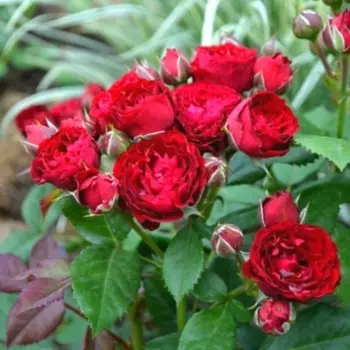 Саженец Роза Ред Сенсейшен (Спрей), 1 шт, Весна 2024