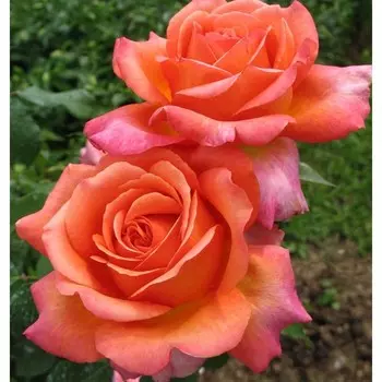 Саженец Роза Рене Госсини (Чайно-гибридная), 1 шт, Весна 2024