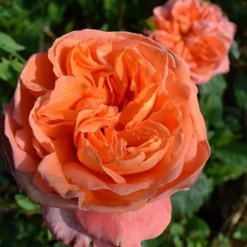 Саженец Роза "Рене Госсини", туба, Весна 2025