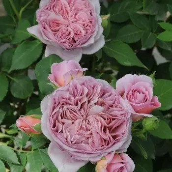 Саженец Роза "Робе а ля Франсез", туба, Весна 2025