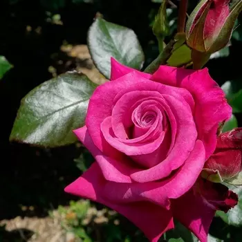 Саженец Роза "Родос", туба, Весна 2025